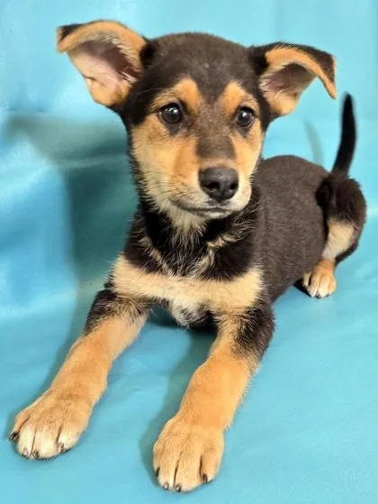 A baby large-sized female German Shepherd Dog dog named Lady for adoption in Morton Grove, IL