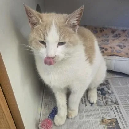A young medium-sized male Buff & White Domestic Short Hair cat named Justin for adoption in Phoenixville, PA