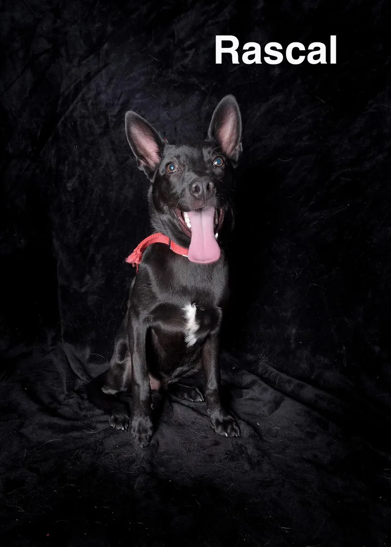 A young medium-sized male Black Labrador Retriever dog named Rascal for adoption in Van Nuys, CA