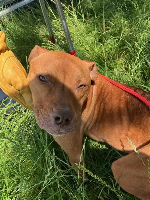 A young medium-sized female Mixed Breed dog named Promise for adoption in Dallas, TX