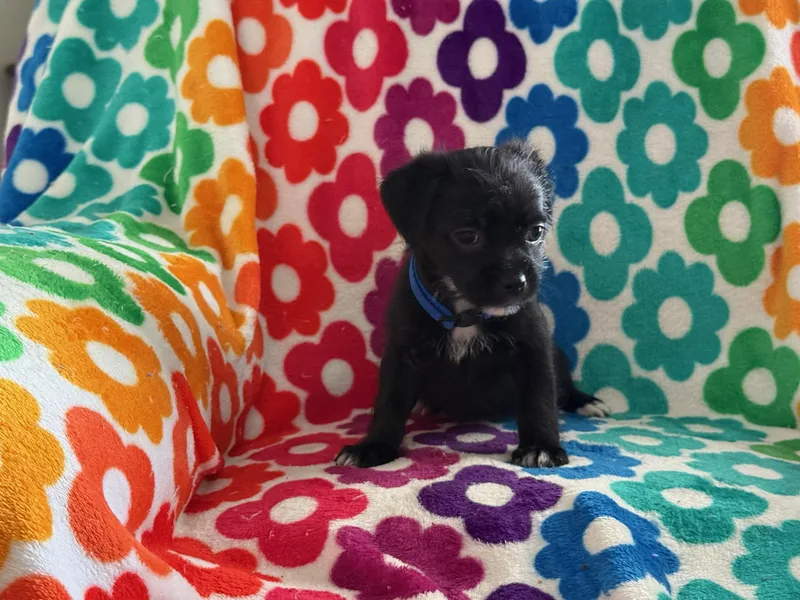 Blizzard thumbnail 2