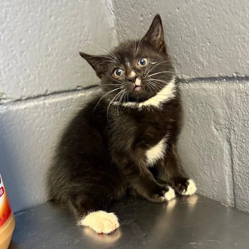 A baby small-sized female Black Domestic Short Hair cat named Tuscstray for adoption in Tuscaloosa, AL