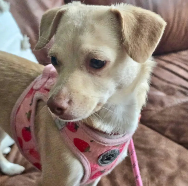 An adult small-sized female Apricot / Beige Chihuahua dog named Buttercup for adoption in Raleigh, NC