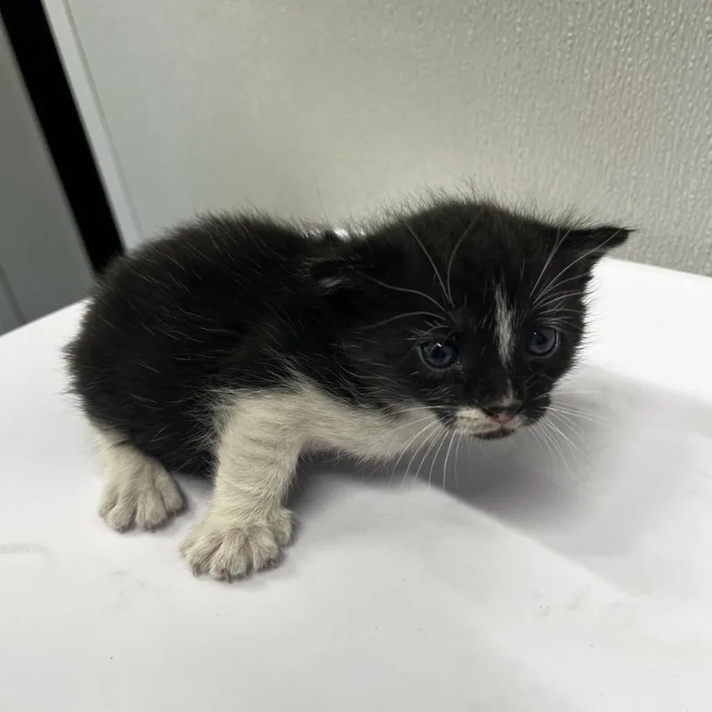 A baby small-sized female White Domestic Short Hair cat named Oli for adoption in Tampa, FL