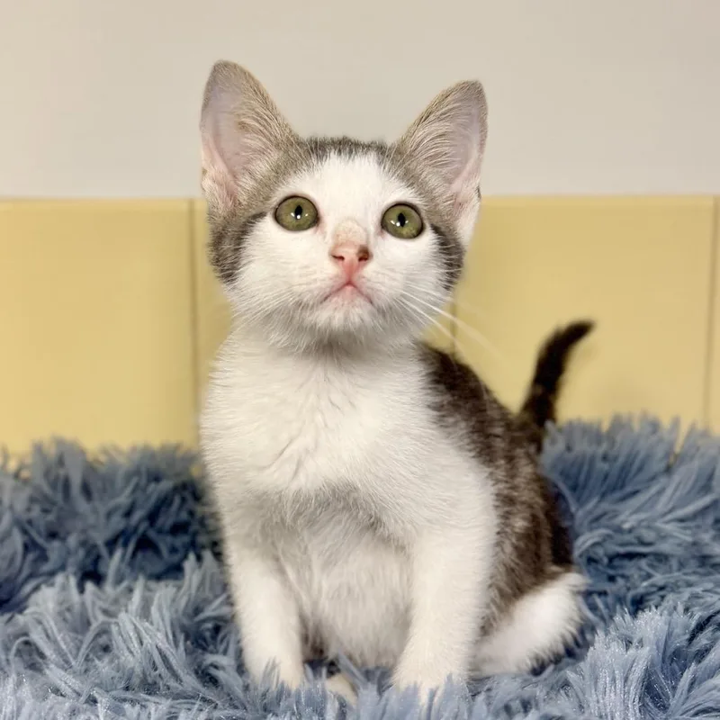 A baby small-sized male Gray / Blue / Silver Domestic Short Hair cat named Koopa for adoption in East Hampton, NY
