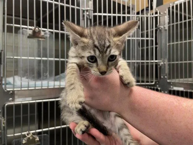 A baby small-sized male Domestic Short Hair cat named Reilly for adoption in Tavares, FL