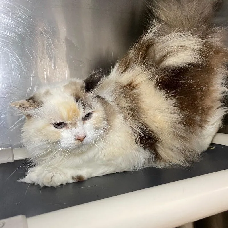 A senior medium-sized female Domestic Long Hair cat named Precious for adoption in Roanoke, VA
