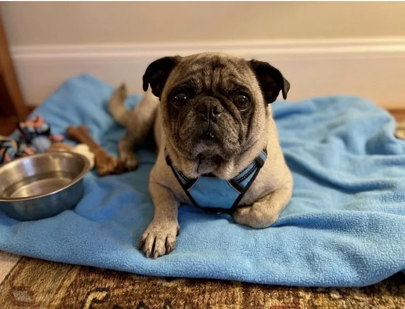 An adult small-sized male Pug dog named Flint for adoption in Upland, CA