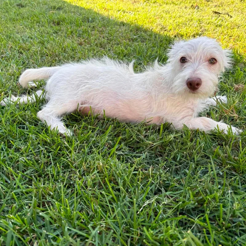 A baby medium-sized male Terrier dog named Peter Parker for adoption in Blacksburg, VA