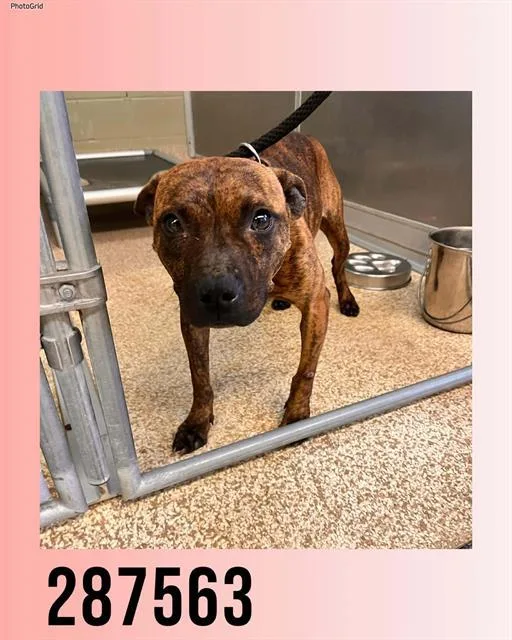 An adult medium-sized female American Bulldog dog named Robin for adoption in Macon, GA