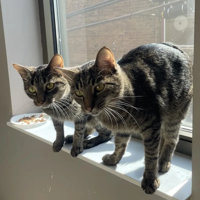An adult medium-sized male Brown / Chocolate Domestic Short Hair cat named Elevensies for adoption in Chicago, IL
