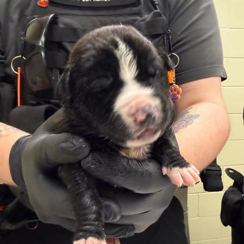 A baby small-sized female Black Mixed Breed dog named Mayhem for adoption in Hamilton, GA