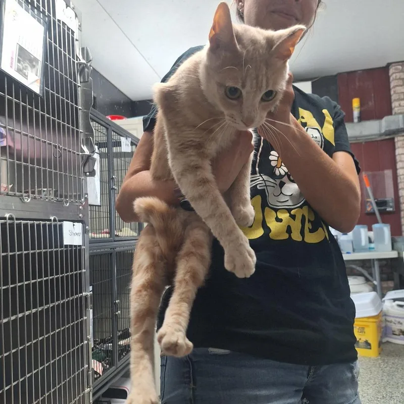 A young medium-sized male Orange / Red Domestic Short Hair cat named Bumble for adoption in Lakeland, FL