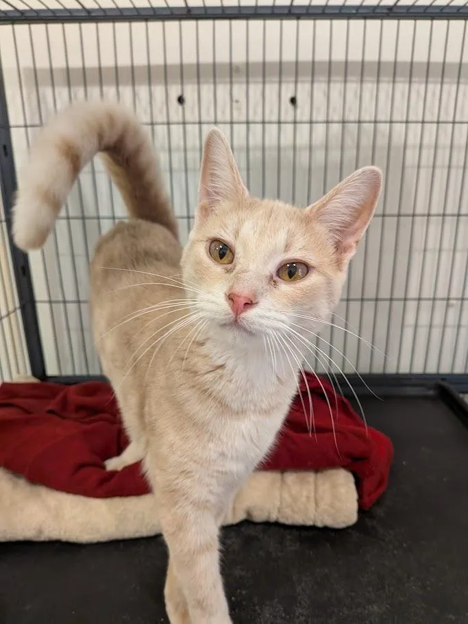 A baby small-sized male Domestic Short Hair cat named Jared for adoption in Bourbonnais, IL
