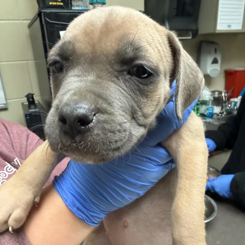 A baby small-sized female Yellow / Tan / Blond / Fawn Mixed Breed dog named Zelda for adoption in Columbus, GA