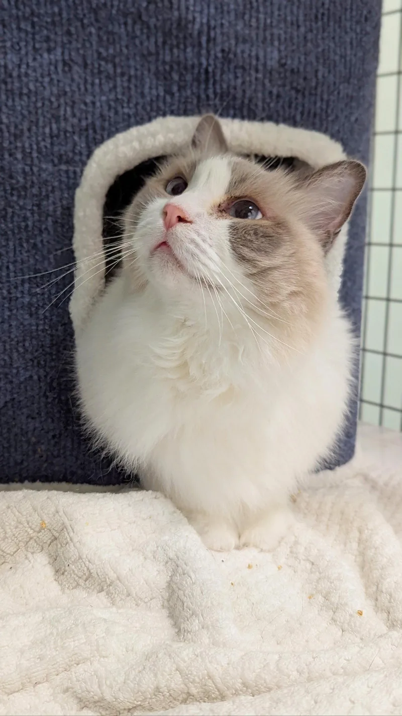 An adult large-sized male Ragdoll cat named Piquad for adoption in Chicago, IL