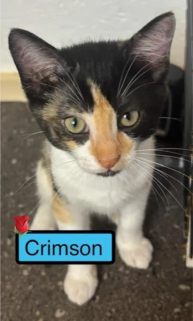 A baby medium-sized female Domestic Short Hair cat named Crimson for adoption in Zimmerman, MN