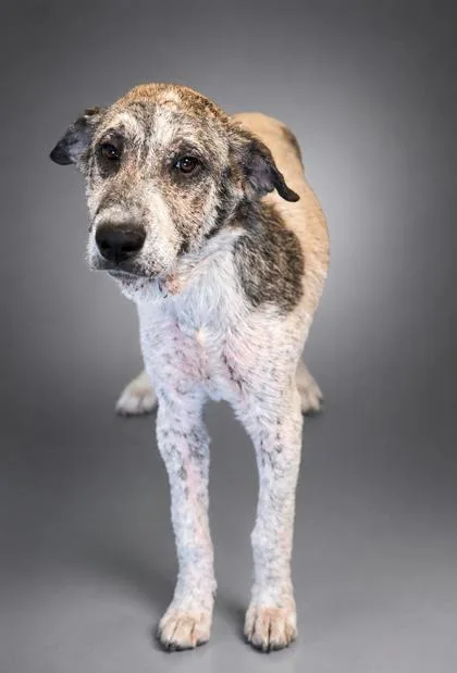 An adult large-sized female Great Pyrenees dog named Gloria for adoption in Bowling Green, KY
