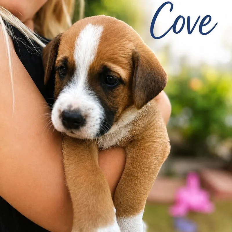 A baby medium-sized male Labrador Retriever dog named Cove for adoption in Carmel, NY