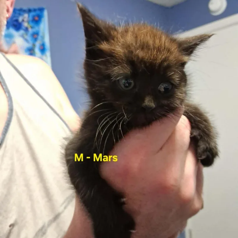 A baby small-sized male Black Domestic Medium Hair cat named Mars C for adoption in Princeton, MN