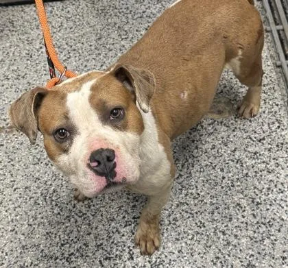 An adult medium-sized female Mixed Breed dog named Jellybean for adoption in West Chester, PA