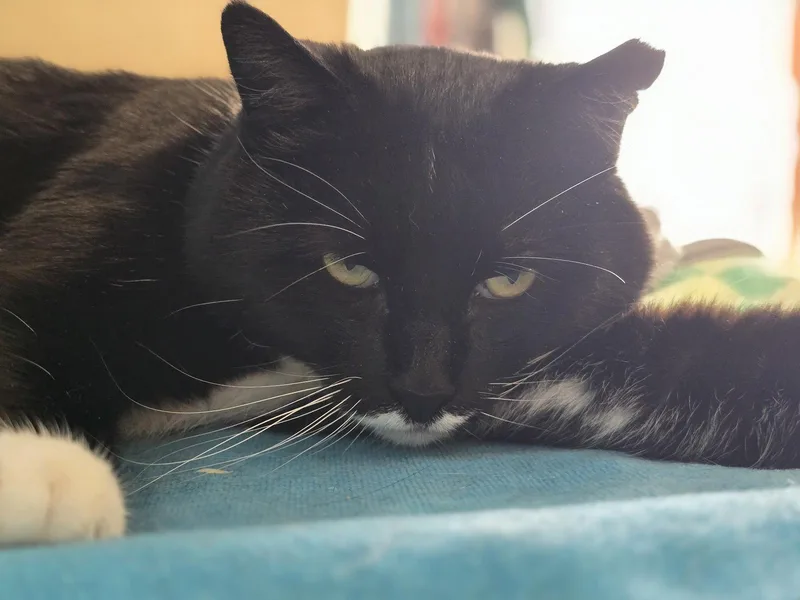 An adult medium-sized male Black & White / Tuxedo Domestic Short Hair cat named Jeeves for adoption in Flint Hill, VA