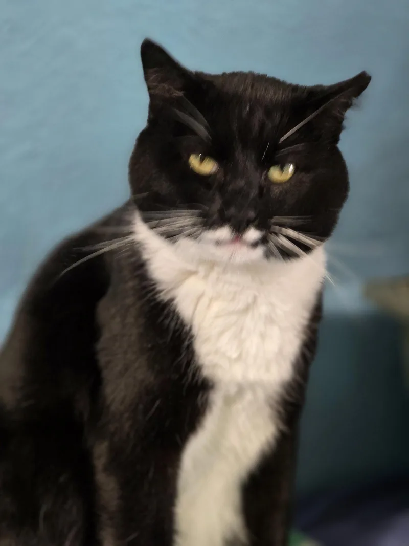 Jeeves thumbnail 2