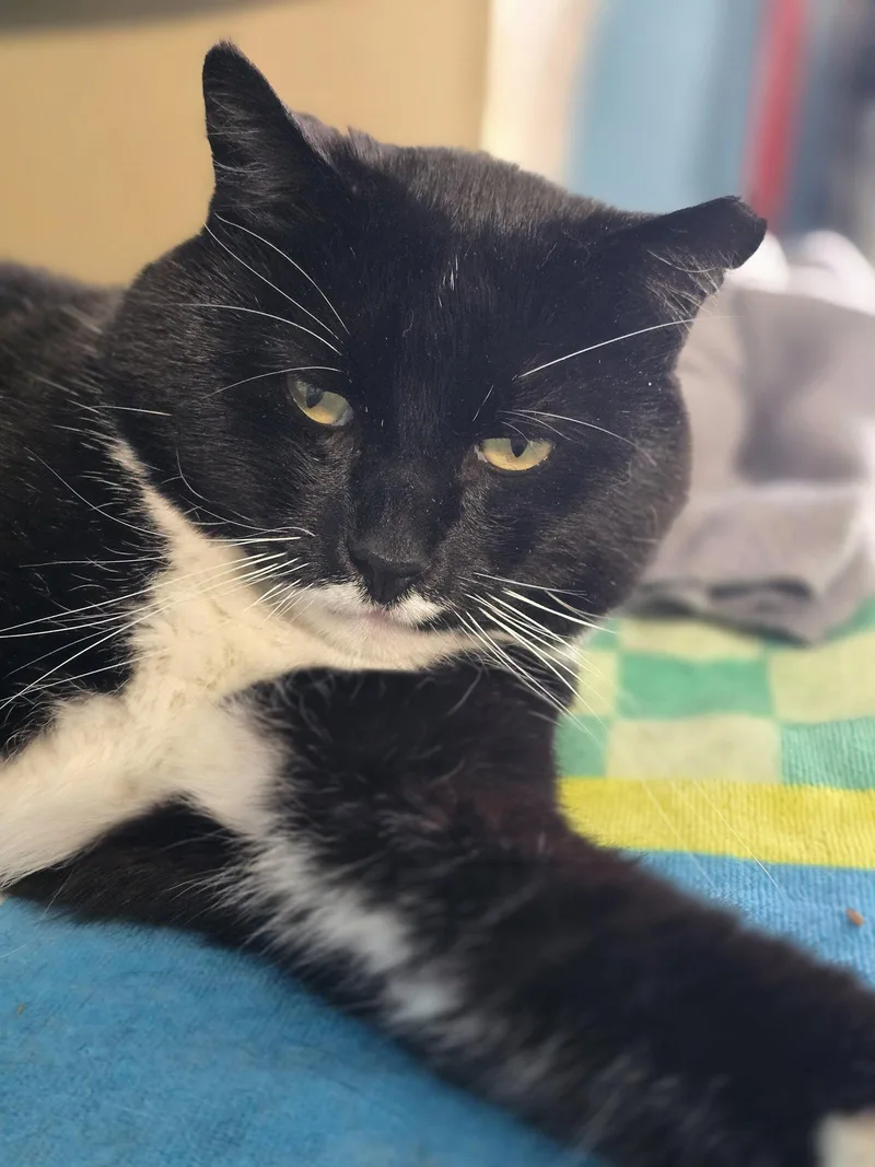 Jeeves thumbnail 3