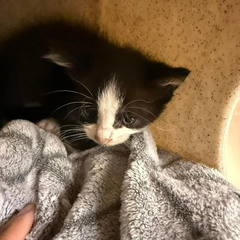 A baby small-sized male Black Domestic Short Hair cat named Jack Fruit for adoption in Bastrop, TX