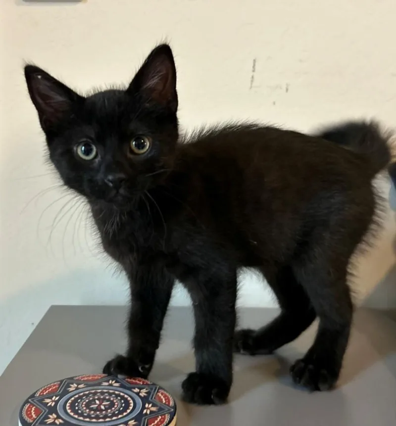 A baby small-sized male Domestic Short Hair cat named Wayne for adoption in Santa Cruz, CA