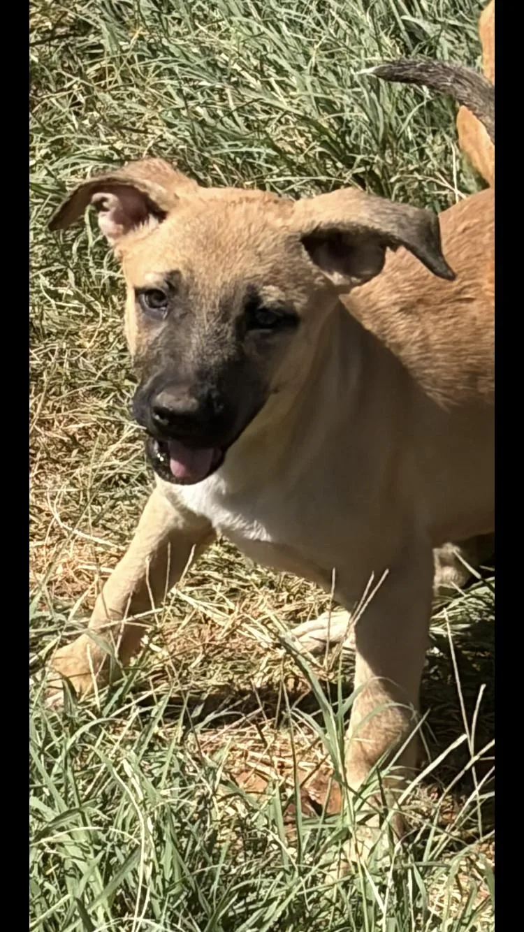 A baby medium-sized female Shepherd dog named Pandora for adoption in Paradise, TX