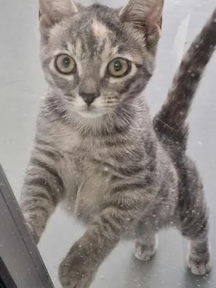 A young medium-sized female Domestic Short Hair cat named Selene for adoption in Gwinn, MI