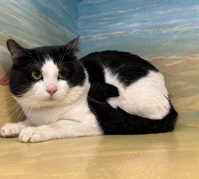 An adult medium-sized male Domestic Short Hair cat named Keith for adoption in Agoura, CA