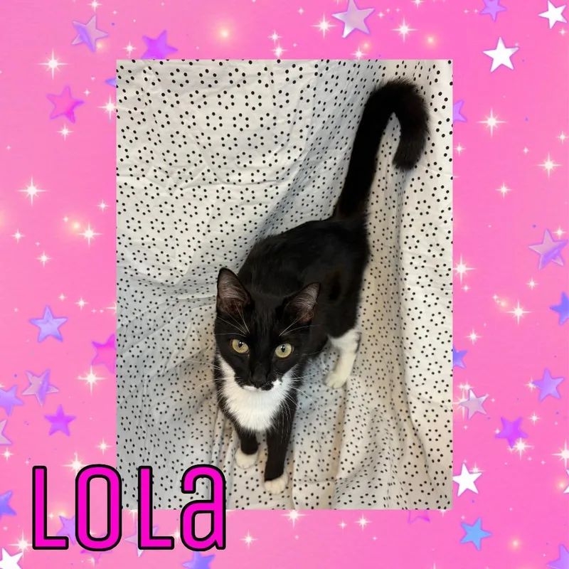 A young small-sized female Black Domestic Short Hair cat named Lola for adoption in Royse City, TX