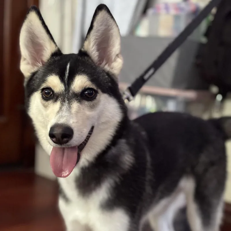 A young medium-sized female Black Husky dog named Hopper for adoption in Chicago, IL