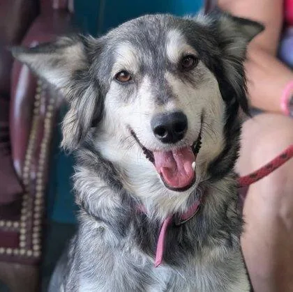 An adult large-sized female Siberian Husky dog named Athena for adoption in La Harpe, KS