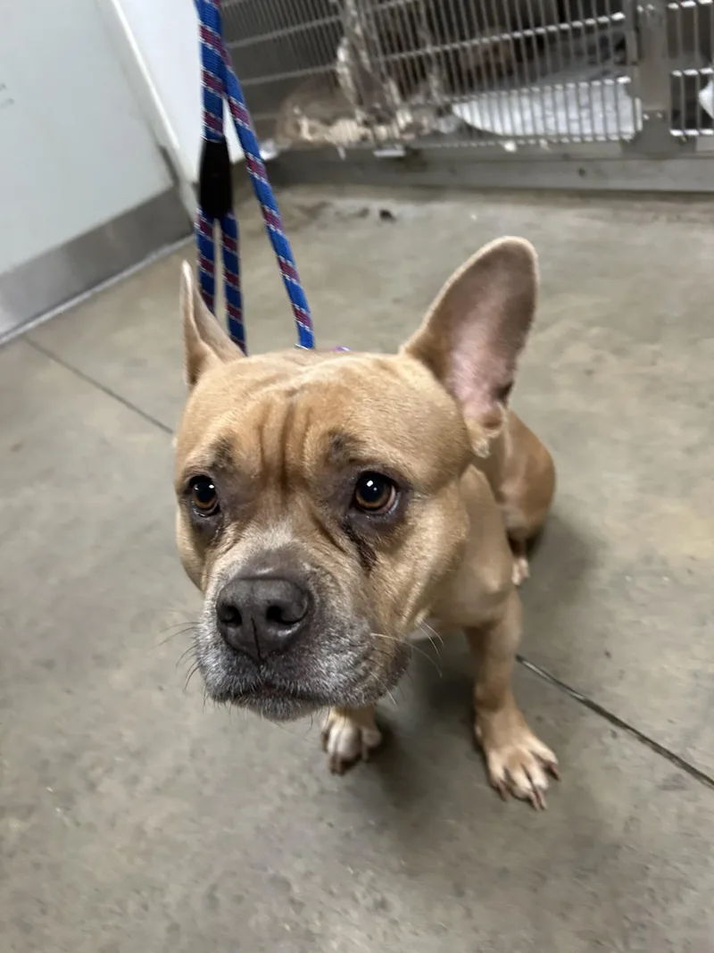 A young medium-sized female Pit Bull Terrier dog named Honey for adoption in Van Nuys, CA