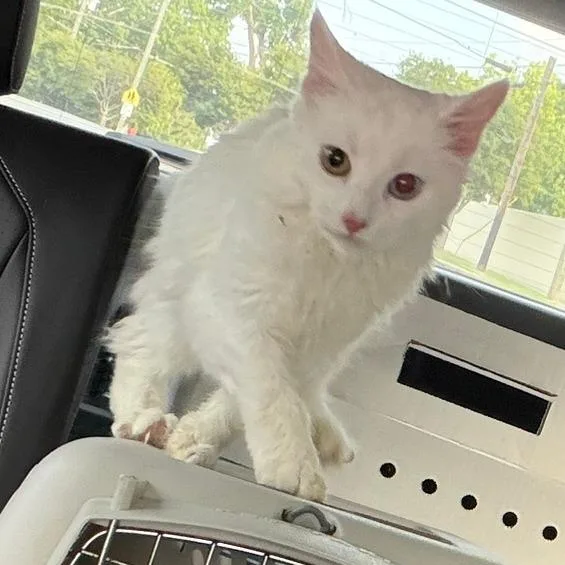 A baby small-sized female White Domestic Medium Hair cat named Fable for adoption in Waxhaw, NC