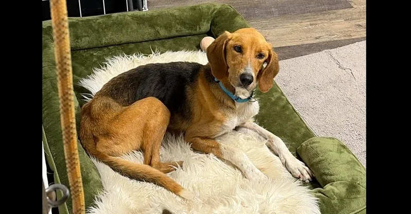 A young medium-sized female Tricolor (Brown, Black, & White) Foxhound dog named Beth for adoption in Armonk, NY