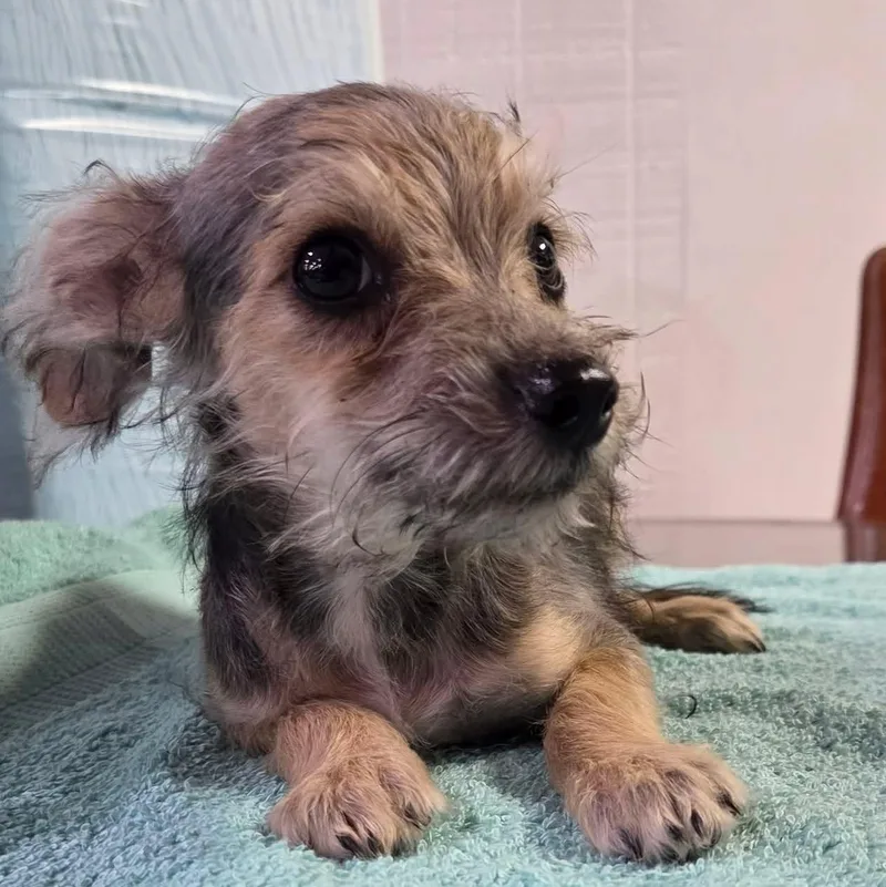 A young small-sized male Bicolor Chihuahua dog named Happy for adoption in Tylertown, MS