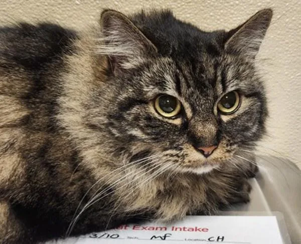 An adult medium-sized female Domestic Long Hair cat named Lucille Ball for adoption in Vancouver, WA