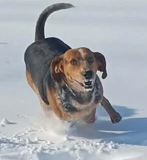 Bo