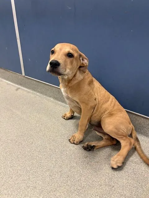 A baby small-sized male Pit Bull Terrier dog named Cookie for adoption in Miami, FL