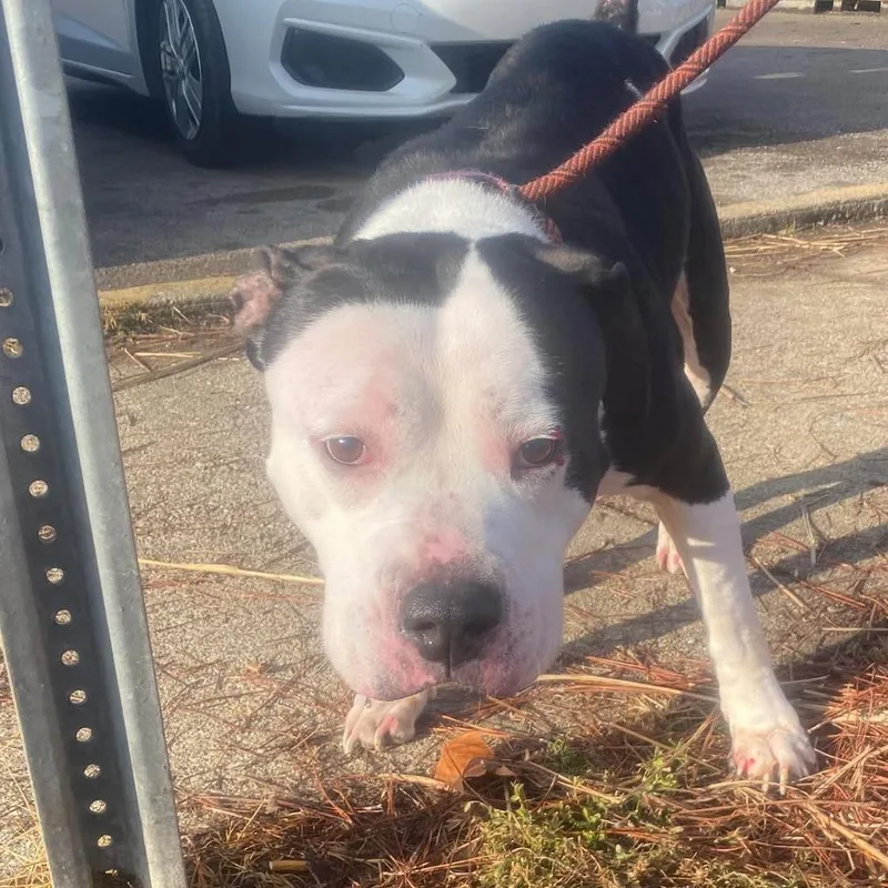 Luna Lee thumbnail 6