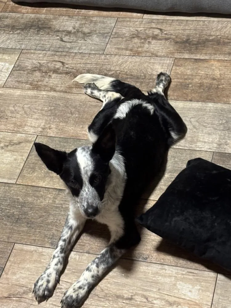 A baby small-sized male Tricolor (Brown, Black, & White) Cattle Dog dog named Blue for adoption in Lakeland, FL