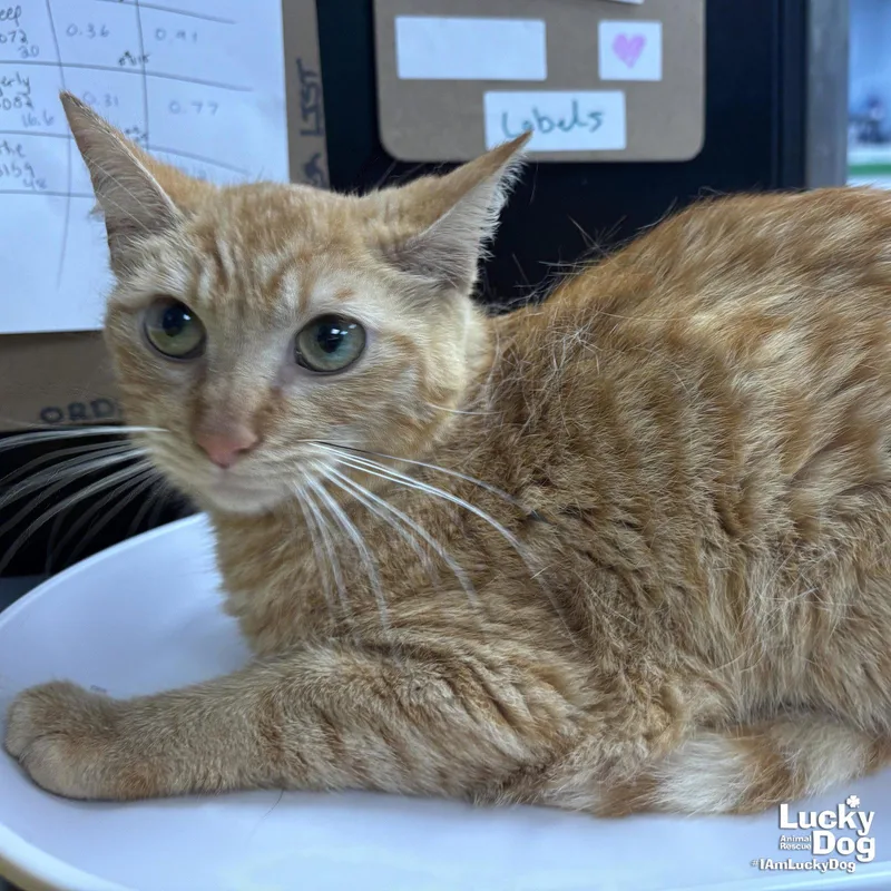 An adult medium-sized female Orange / Red Domestic Short Hair cat named Rosemary for adoption in Washington, DC