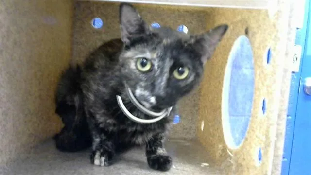 A young medium-sized female Domestic Short Hair cat named Brownie for adoption in Albuquerque, NM