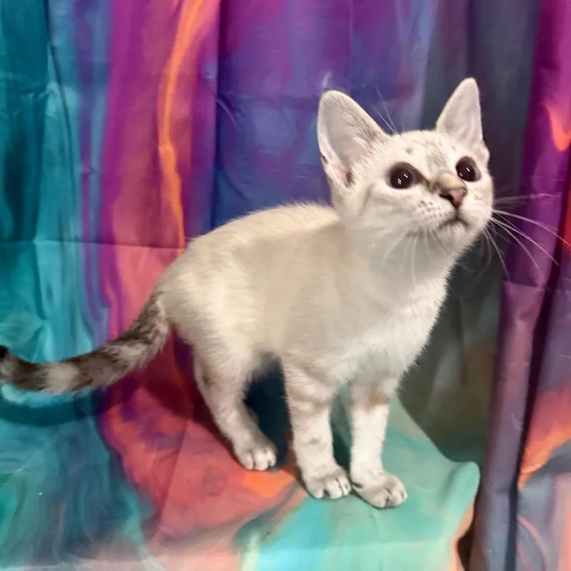 Honey Buns thumbnail 2