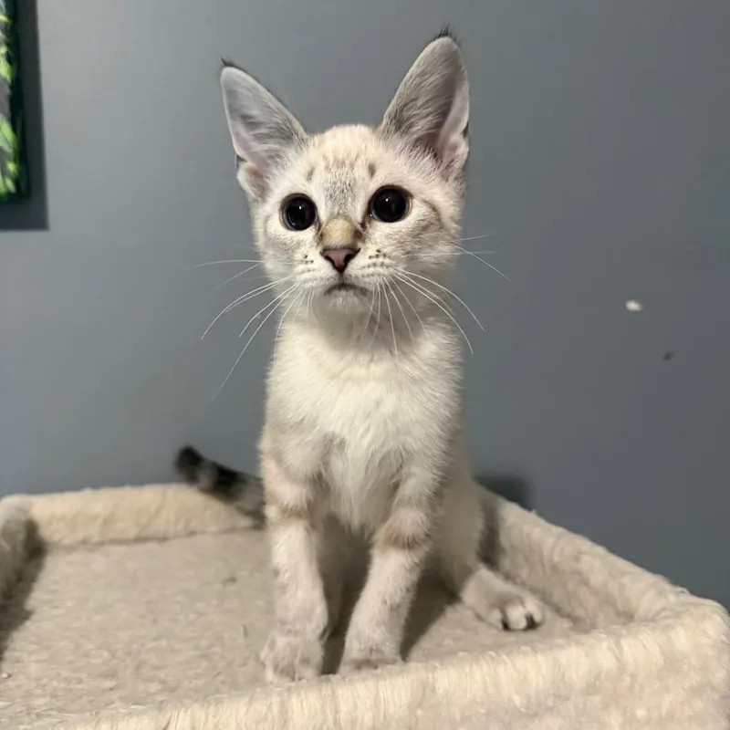 Honey Buns thumbnail 3