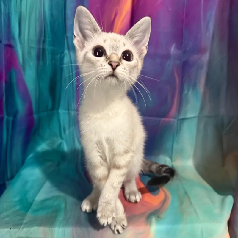 Honey Buns thumbnail 4